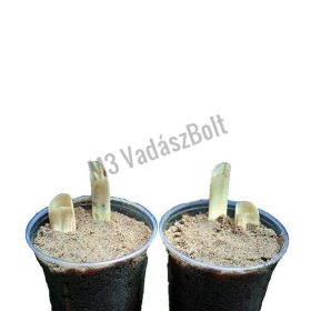 Agyar kitöltő szett